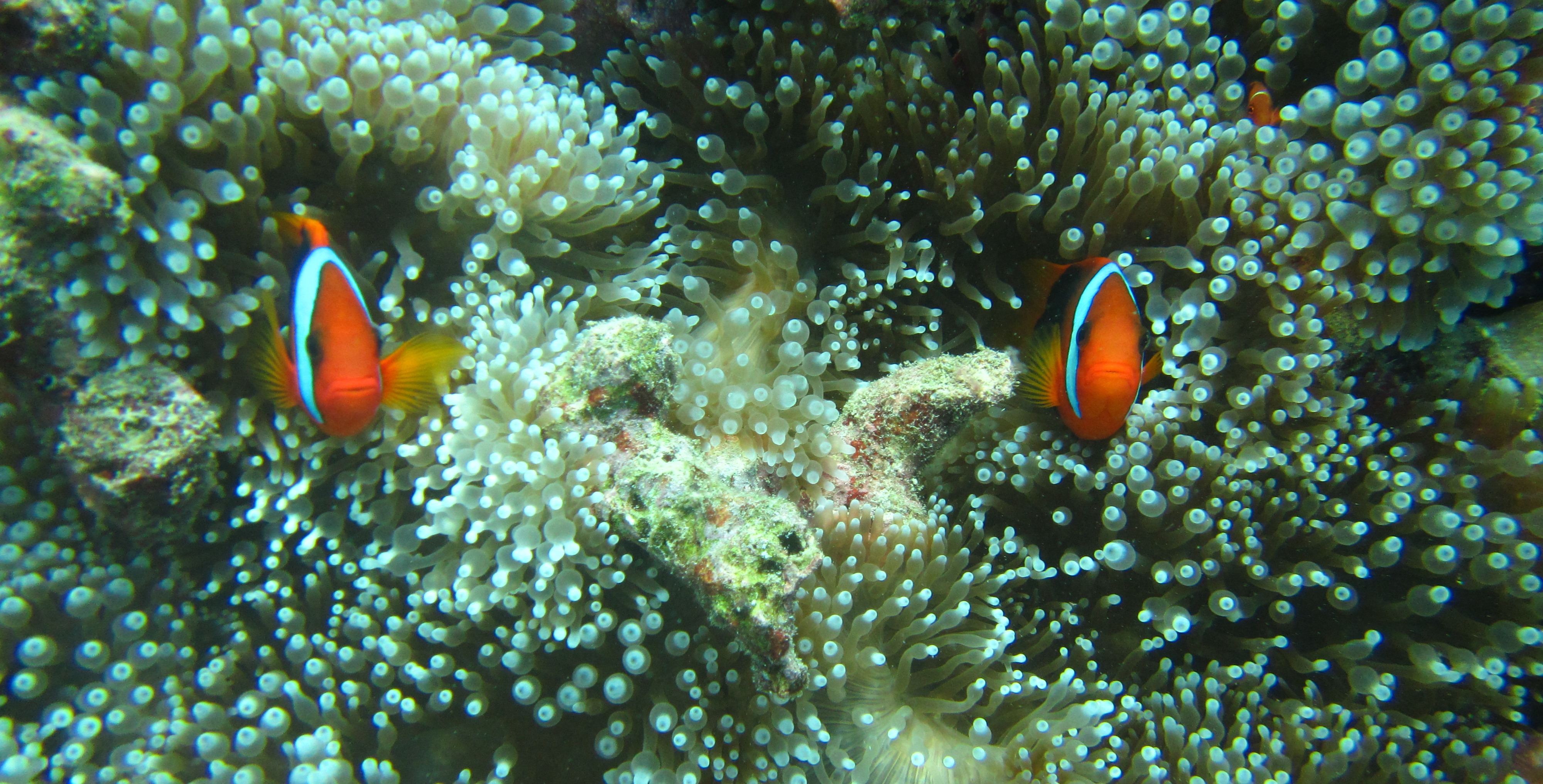 GBR_cropped